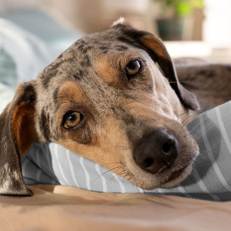 dog is lying at bed covered with blanket