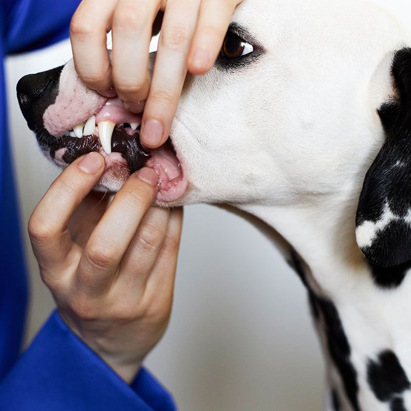 cleaning dog teeth