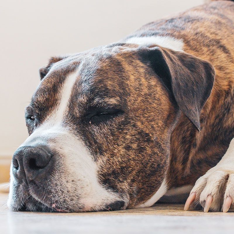 boxer dog sleeps floor