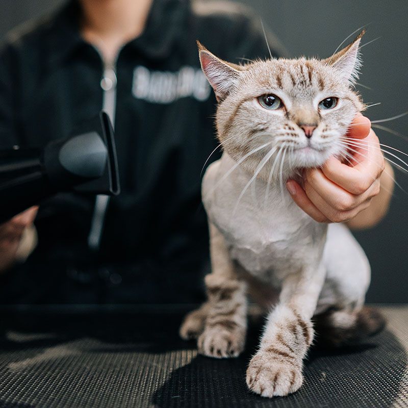 adorable cat drying hairdryer after shaving
