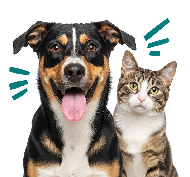 happy dog and cute cat together