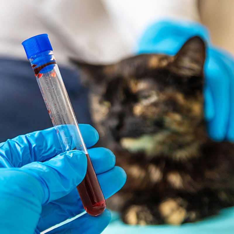 cat blood test