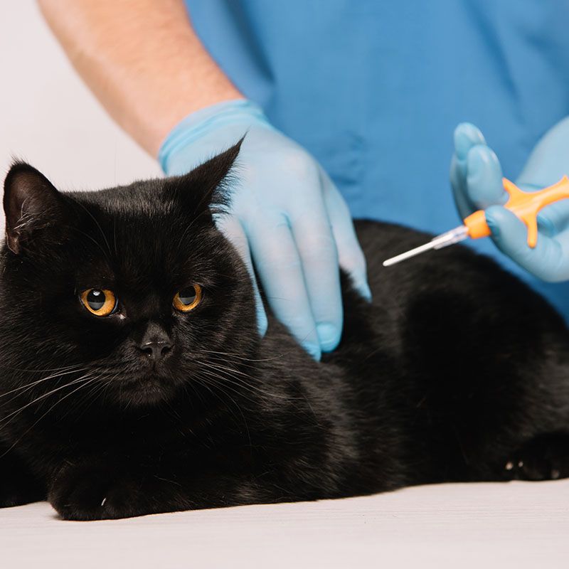 veterinarian microchipping cat