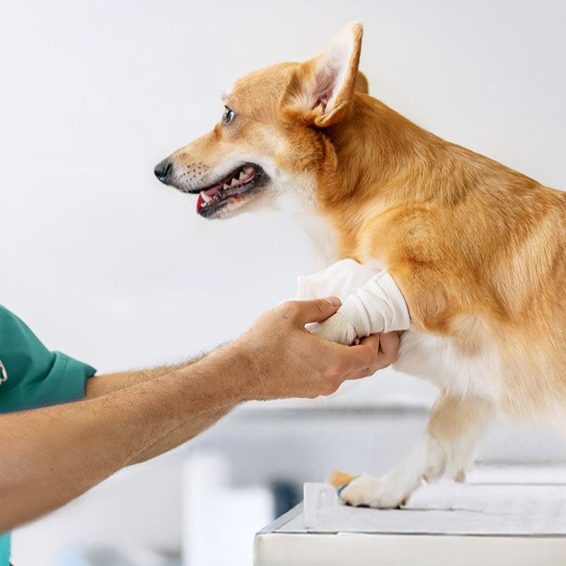 veterinarian bandaging paw pembroke welsh corgi dog