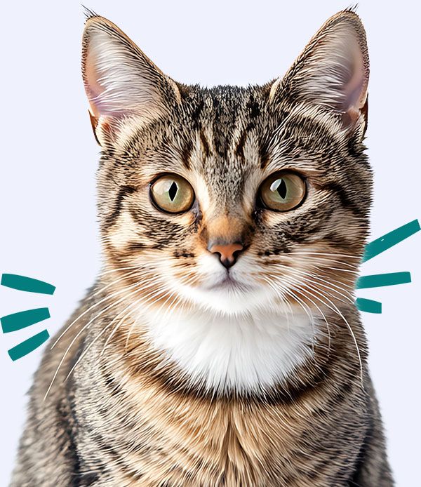 american shorthair cat
