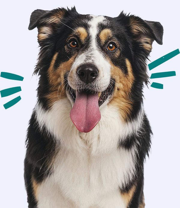 happy australian shepherd dog with tongue out