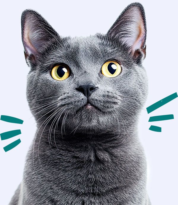 chartreux cat