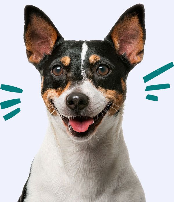 jack russell terrier dog