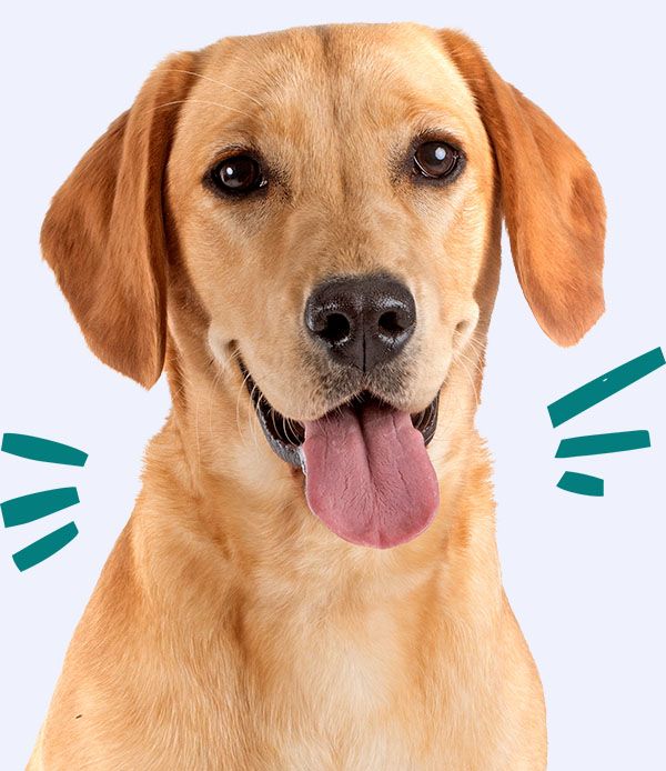 puppy labrador retriever