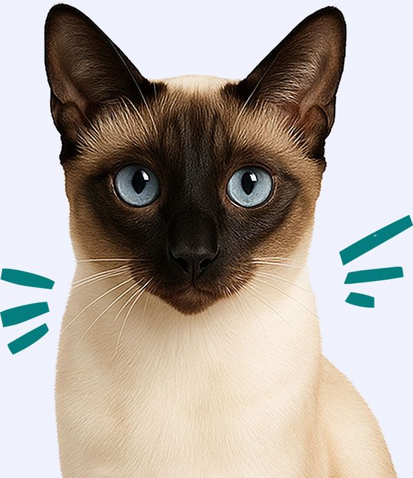 siamese cat