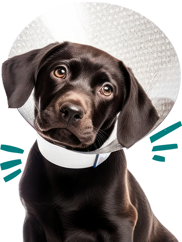 black labrador dog animal mammal