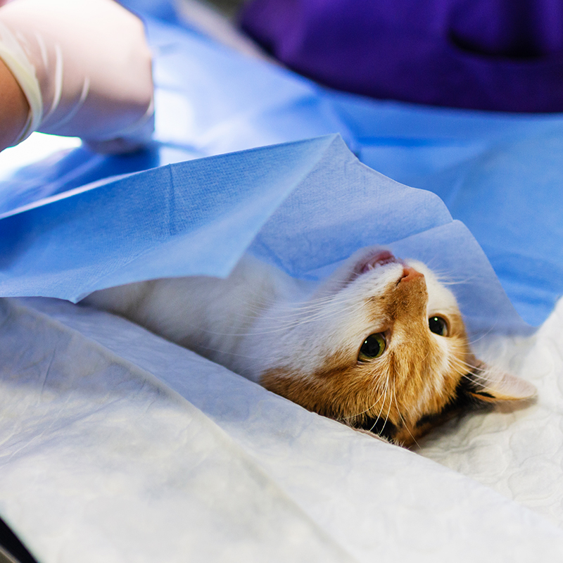 cat surgical table surgeon veterinary clinic