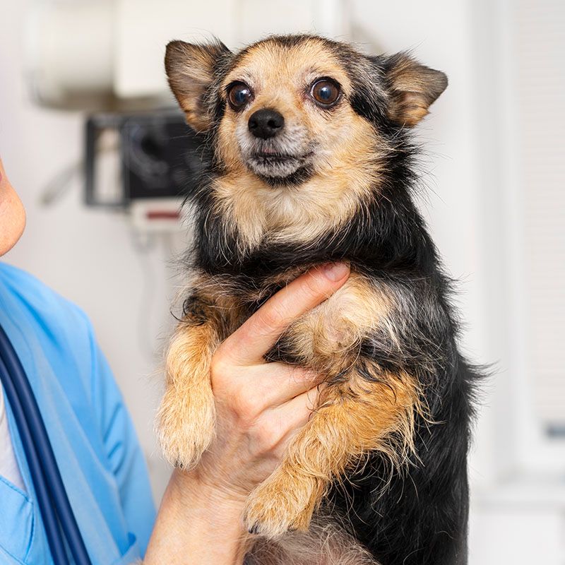 veterinary doctor taking care dog