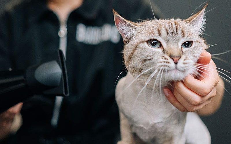 adorable cat drying hairdryer