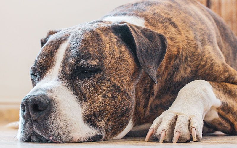 boxer dog sleeps at floor