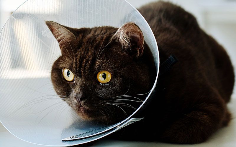cat with medical collar sitting table vet clinic
