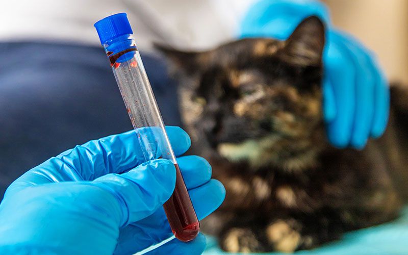 cats blood test