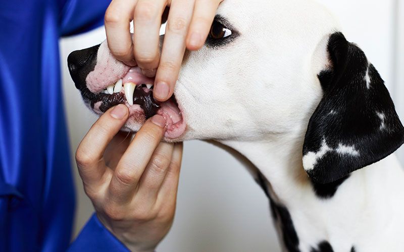cleaning dogs teeth