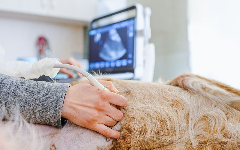 dog body having ultrasound scan