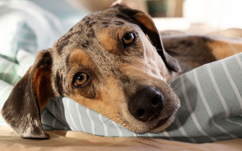 dog lying at bed covered with blanket