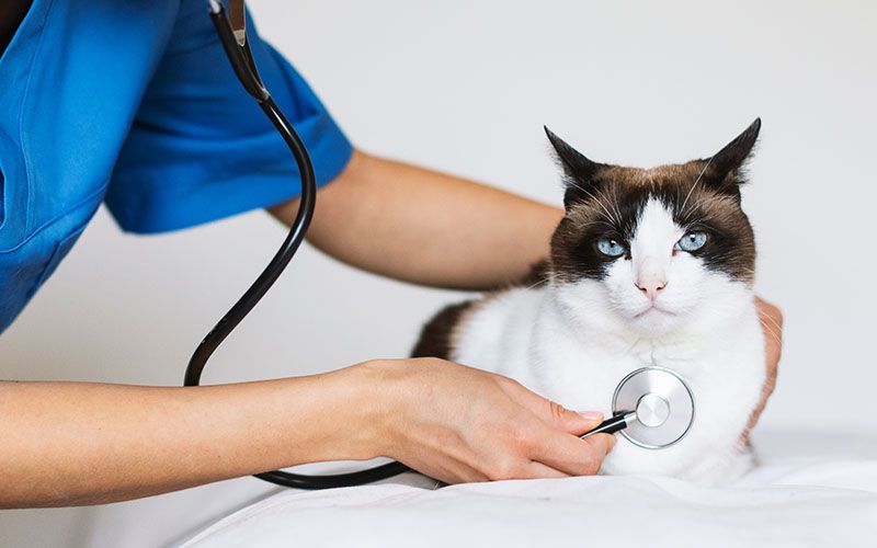 nurse putting stethoscope white cat