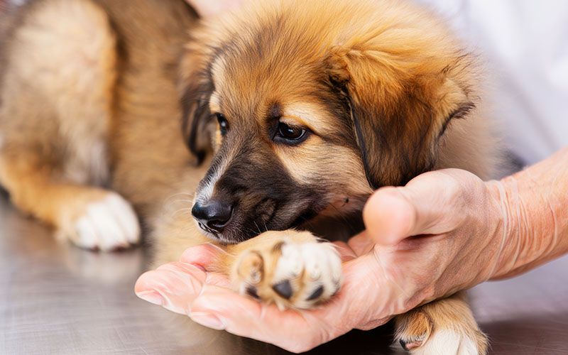 vet holding puppys paw