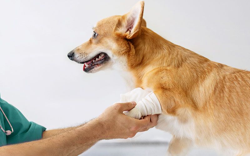 veterinarian bandaging paw pembroke welsh corgi