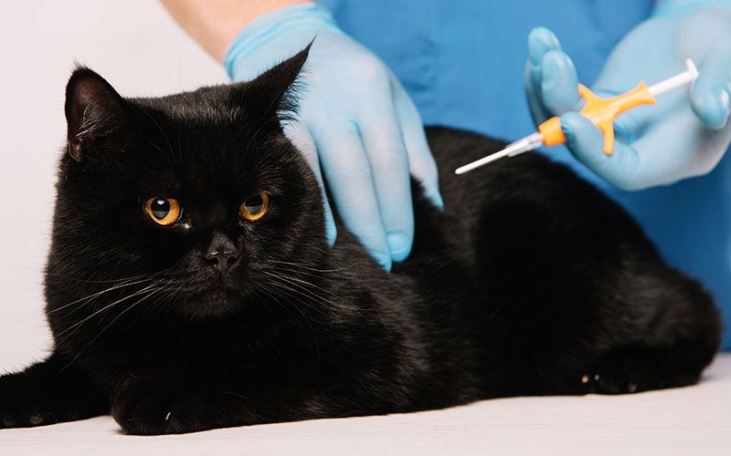 veterinarian microchipping at cat