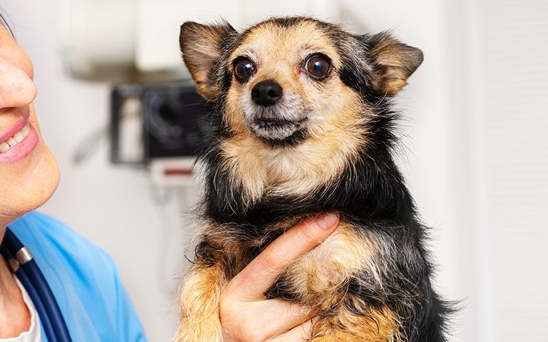 veterinary taking care dog