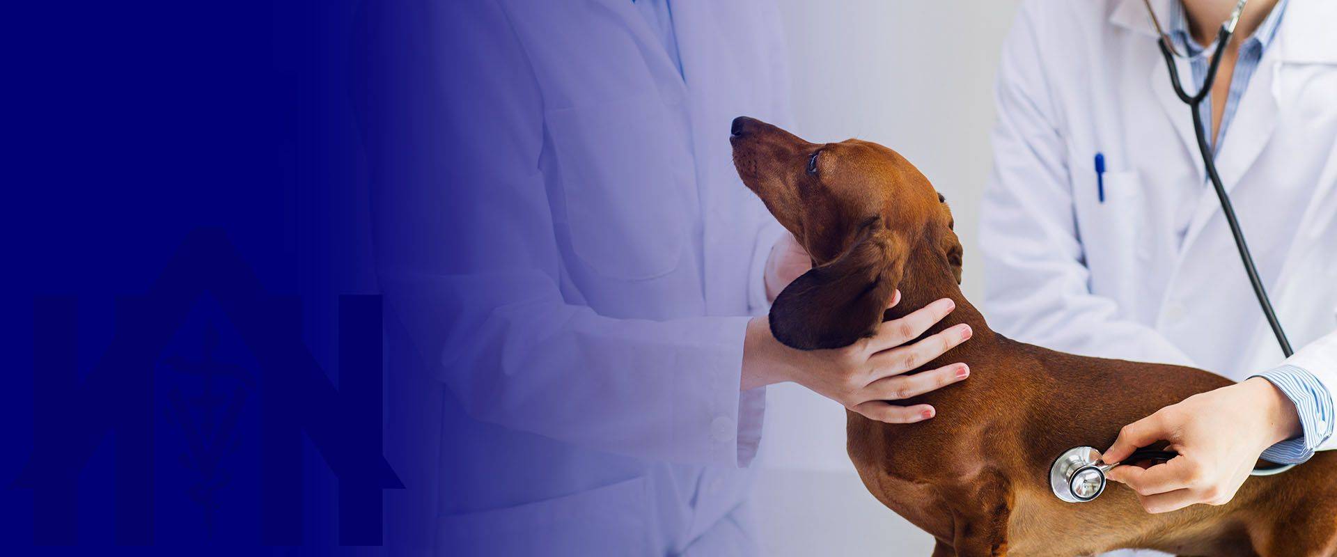 veterinarian doctor with stethoscope examining dachshund dog