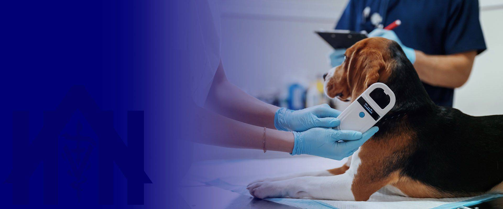 eterinarians are working with beagle dog