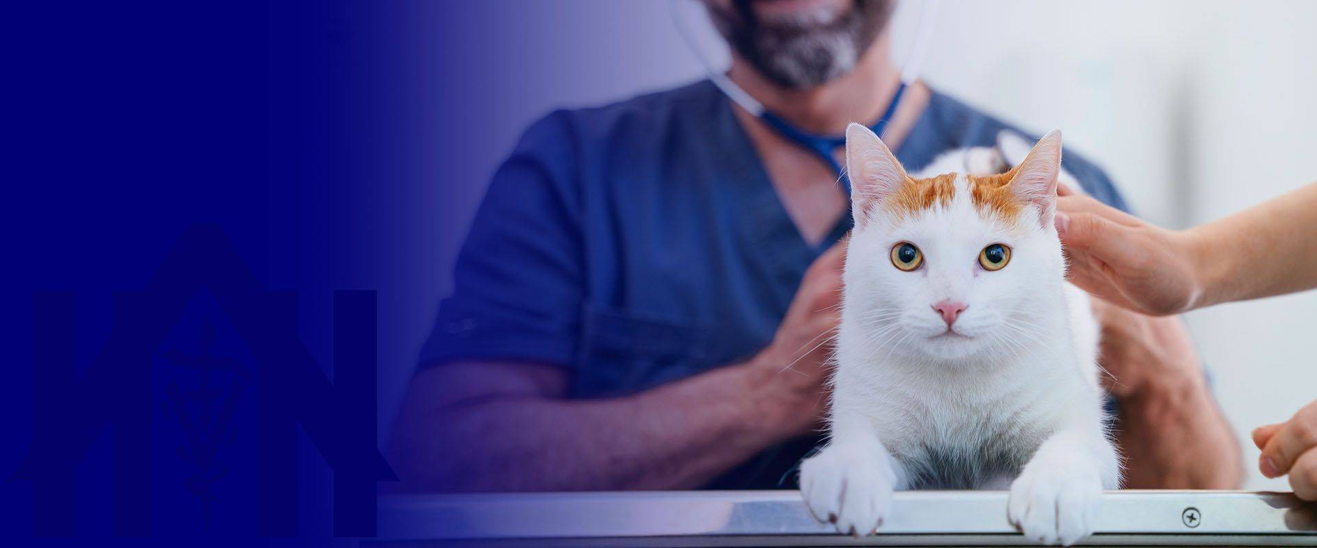 veterinarian checking cat