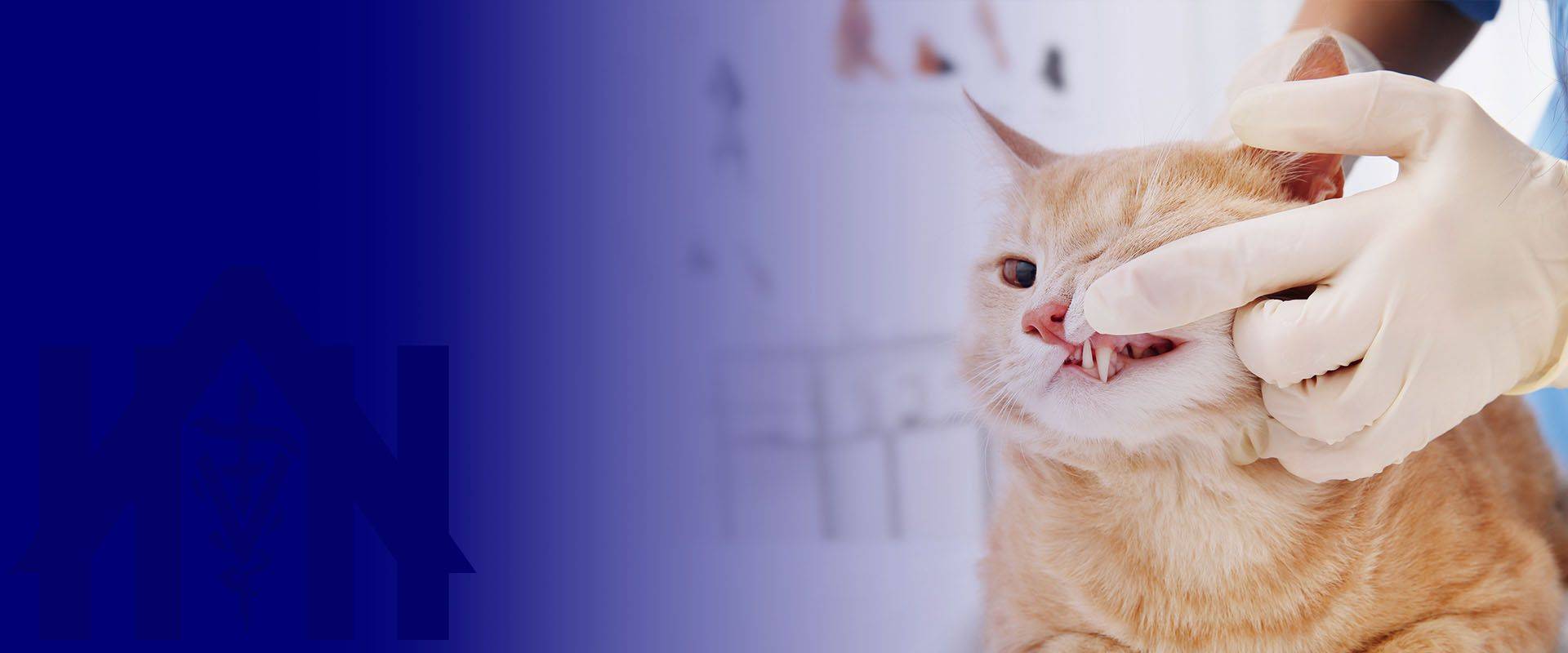 veterinarian examines the teeth of a cat