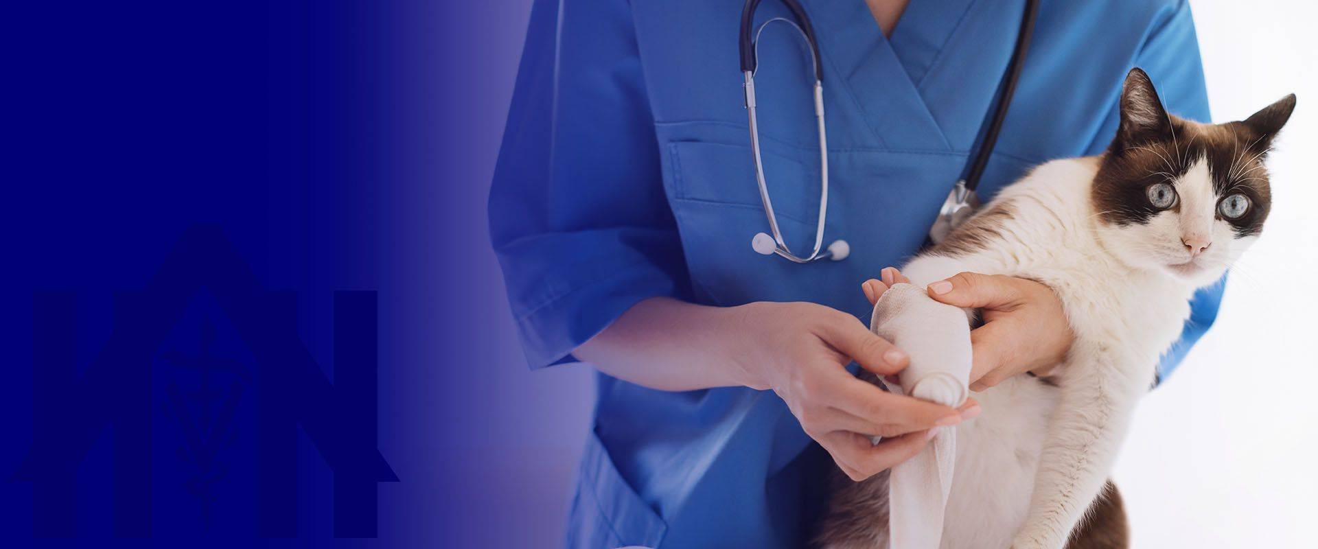 veterinarian treating cat applying medical bandage wounded paw