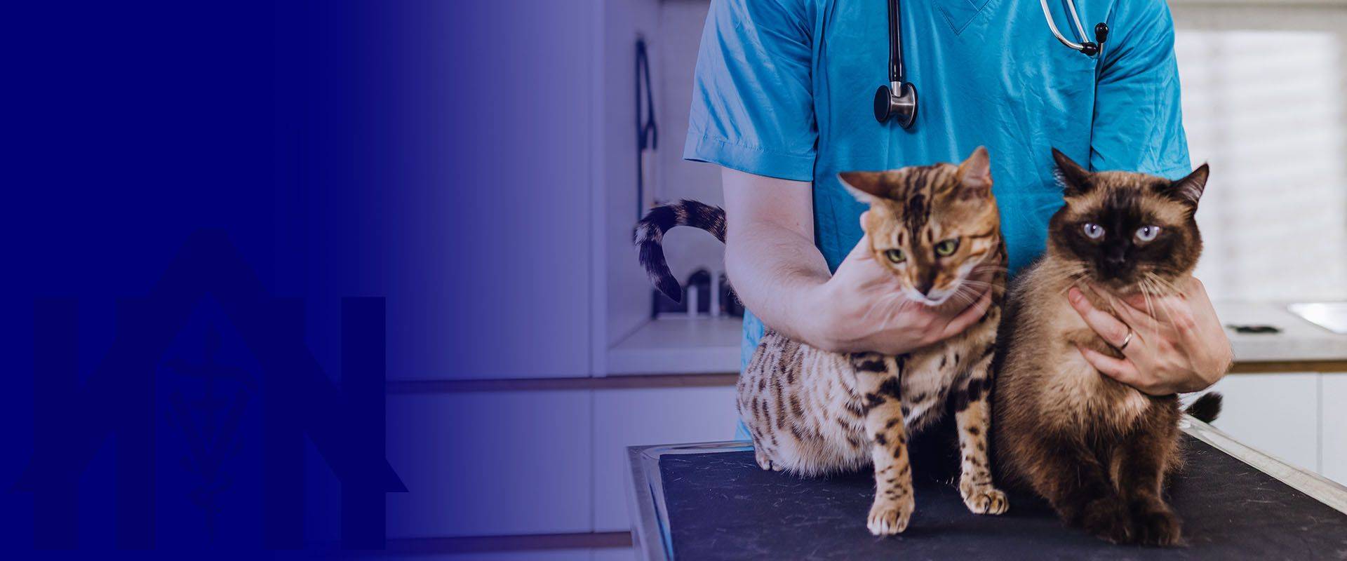 veterinarian doctor with two beautiful cats