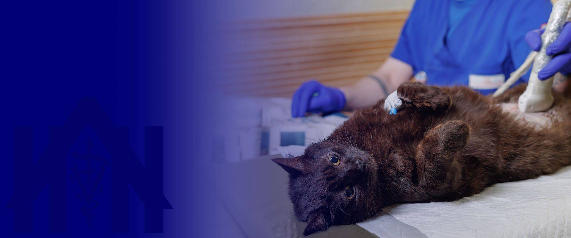 abdominal cavity cat examined using ultrasound