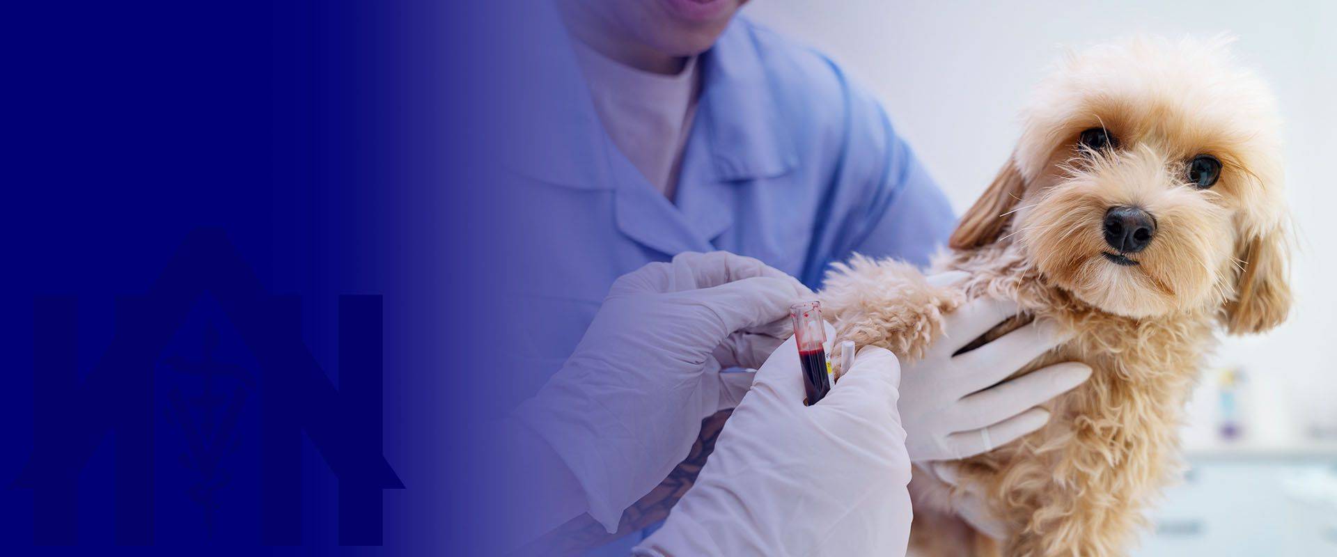 doctor taking blood from dog