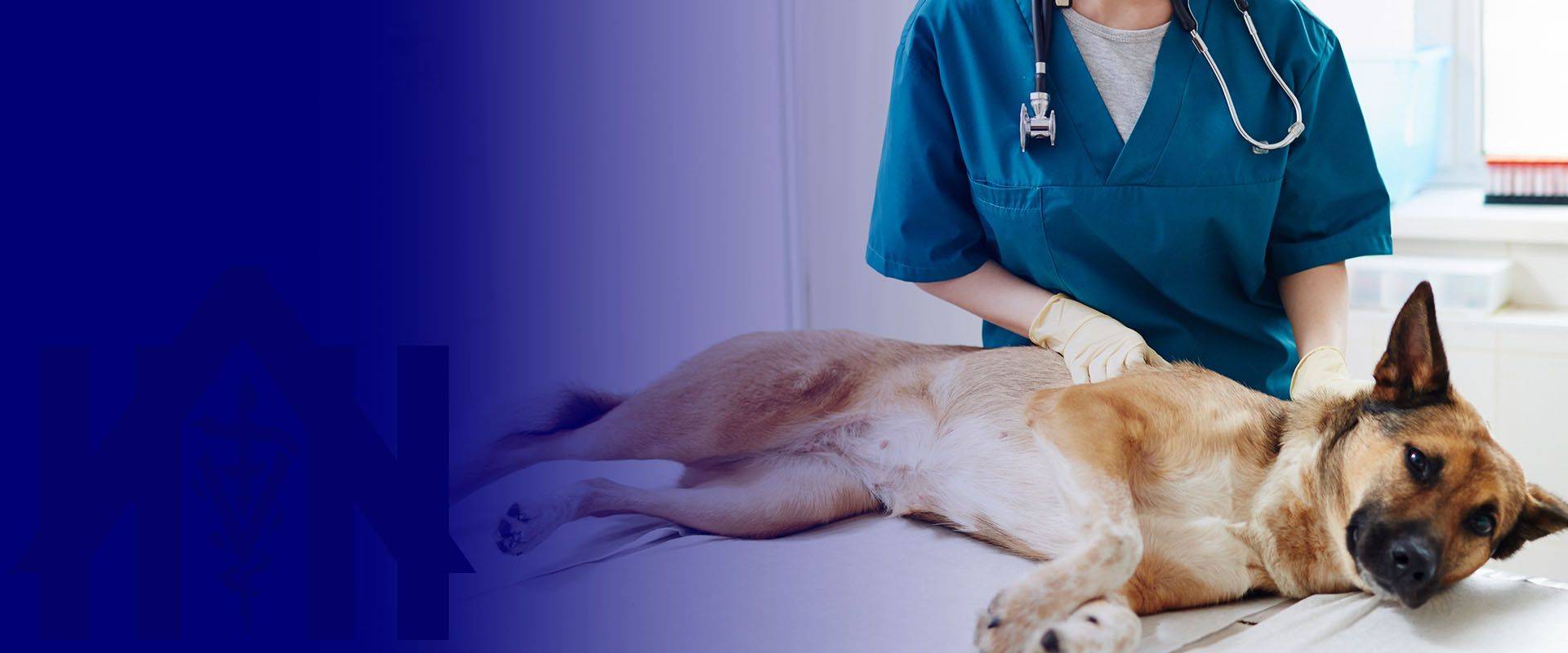 dog laying at examination table