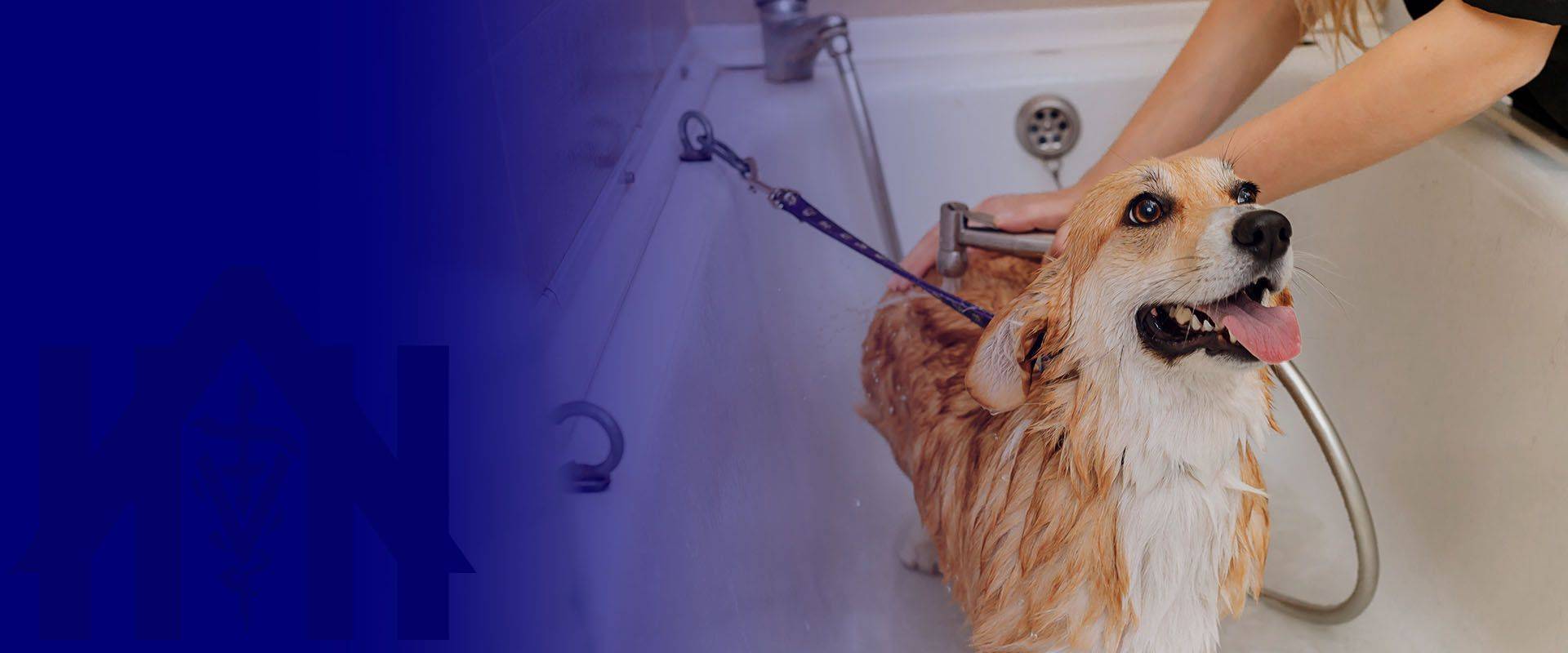 groomer carefully wash funny welsh corgi pembroke dog