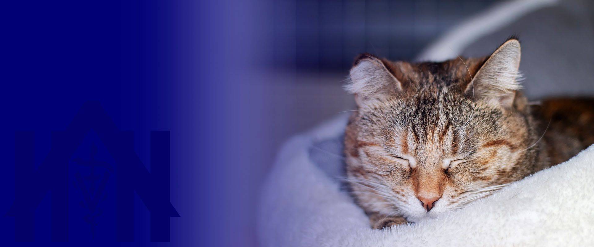 little tricolor cat sleeping