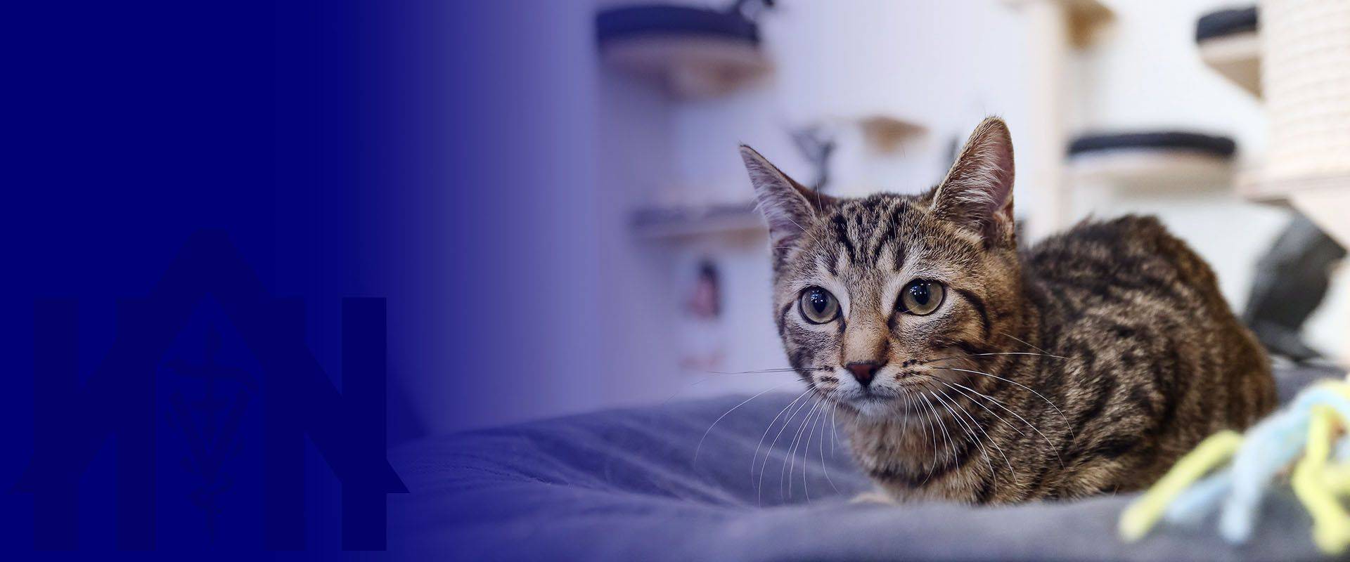 cat lying on bed