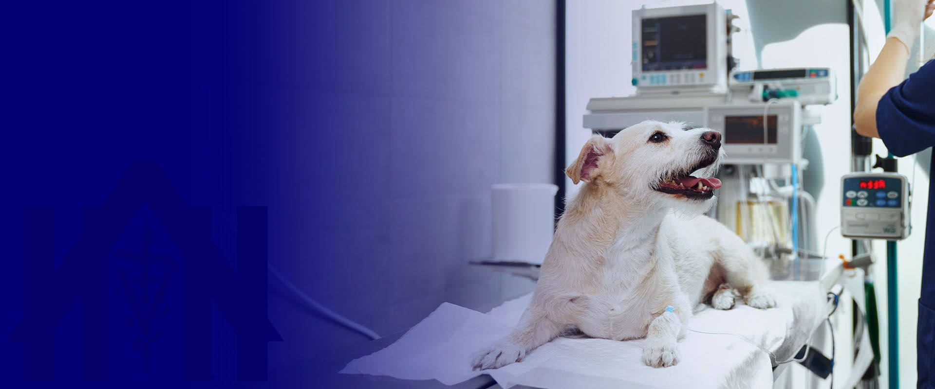 dog lying at surgery table