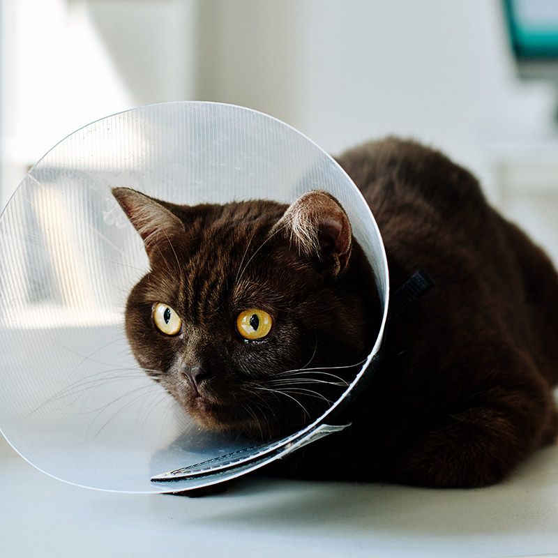 cat with medical collar sitting at table vet clinic