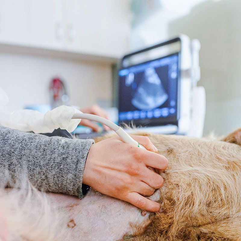 dog having ultrasound scan