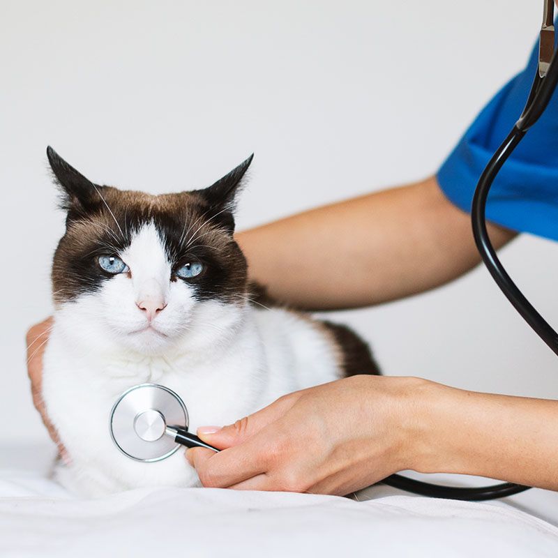 nurse putting stethoscope dometic cat